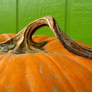 Pumpkin Patch