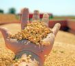 Sizing up The Soybean soybean