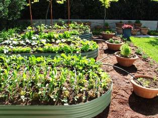 Starting your own garden makes you feel good.