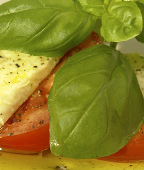 Best Diet for Brain Health