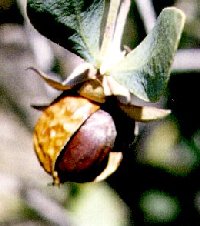 Jojoba oil moisturizer