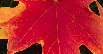 Fab Fall Festivities