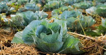Kale