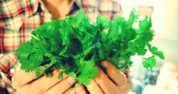 cilantro