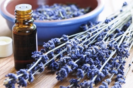 Lavender herb and essential oil Sleeping Beauty