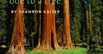 Ode To A Tree