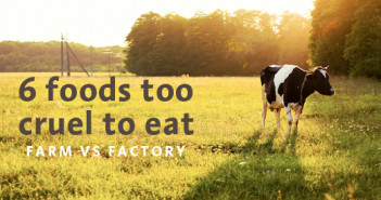 food awareness cruelty animals