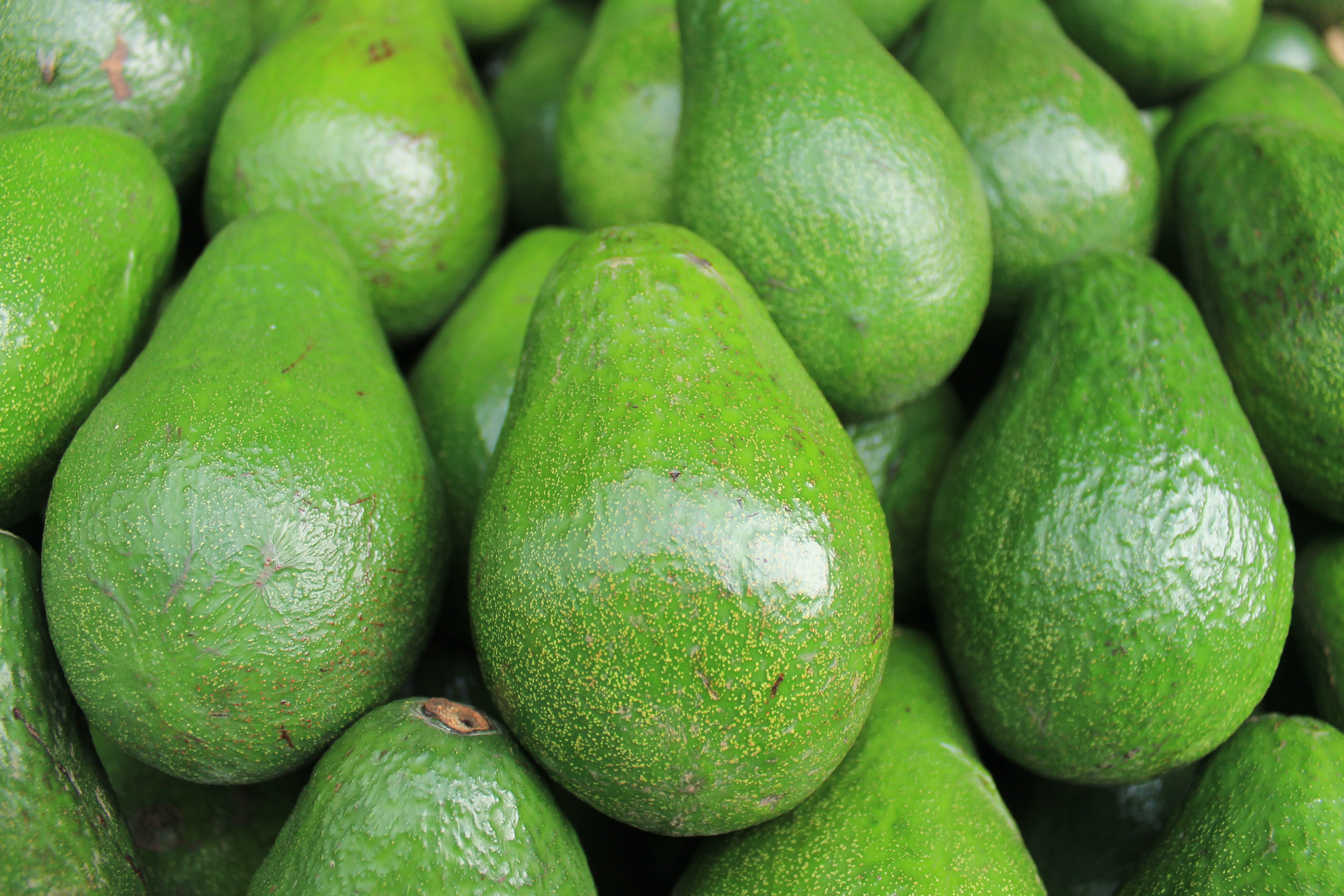 avocado beauty