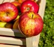apple cider vinegar